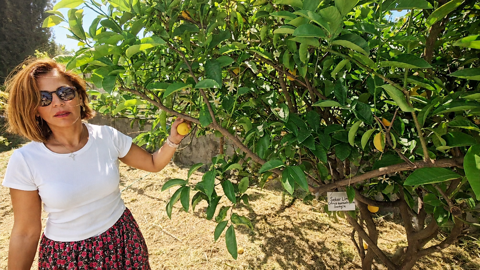 Cahide picking fresh lemons from a citrus tree at Father Iso's Farm